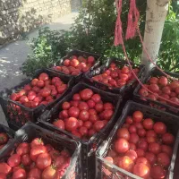 گوجه درج 1