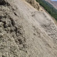 یونجه و شبدر