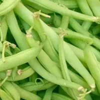 لوبیا سبز وسبزی خورشتی
