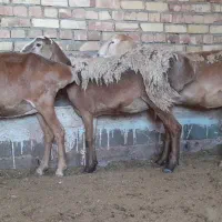 ۳رس میش چینی جوان یگ رس توقولی