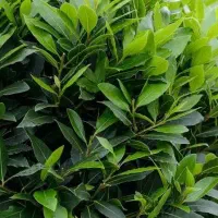 فروش نهال برگ بو ادویه ای ارزشمند معطر