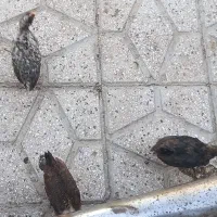 خرمشهر منیخ