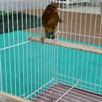 قناری نر مست درجه یک