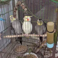 فروش سه عدد عروس هلندی
