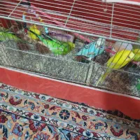 پرنده|پرنده|آباده, |دیوار