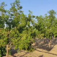 باغ ویلا تقاب امین آباد تقاب