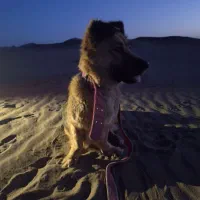 سگ ژرمن شپبرد