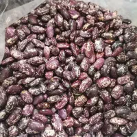 لوبیا