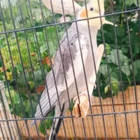 عروس هلندی