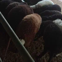 بره نر وماده