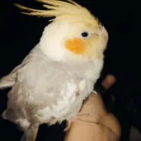 سرپرستی عروس هلندی ماده رو قبول میکنم