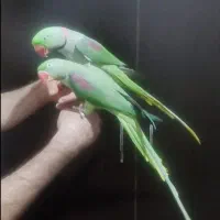 جفت شاه طوطی مولد