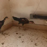 جوجه مرغ