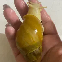 حلزون آچاتینا البینو