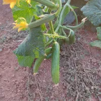 کارگر جهت خیار چیدن