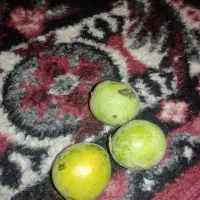 فروش گردو سبز