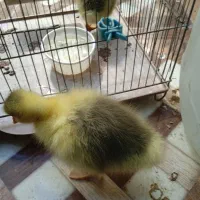 دو عدد غاز ۱۵ روزه۲۸۰