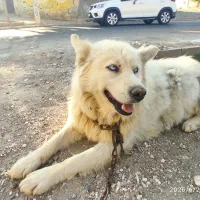 سگ گرگی نگهبان