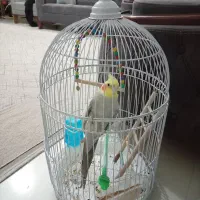 عروس هلندی
