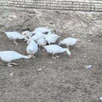 جوجه غاز کاکلی