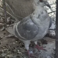 الماسی ۲ رنگ خط سفید