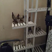 استند گل و عروس هلندی