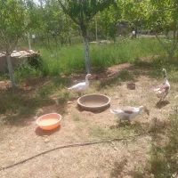 فروش غاز نر ماده