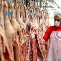 عقیقه قربانی*نَرقلم آبی+نصف گوشت*گوسفند زنده