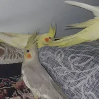 عروس هلندی