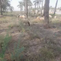 معاوضه گوسفند باگاو