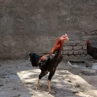 خروس مرغ لاری