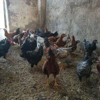 جوجه  نیمچه  مرغ  خروس  گلپایگانی  جهادی