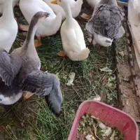 قوغازافریقایی وغازمحلی