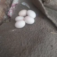 تخمه مرغ سبرایت سیلور