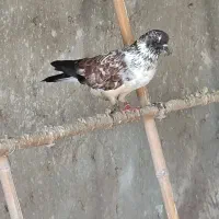 کبوتر غریبگیری