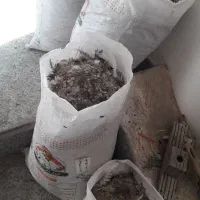 کودحیوانی مرغ وخروس