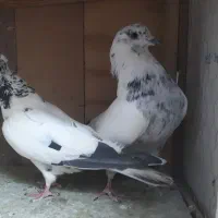 ۲۰ تا کفتر گرفتنی خوب یه جا توضیحات