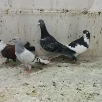 ده عددگرفتنی