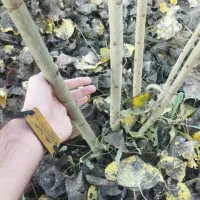 آغاز پیشفروش نهال سنوبر تبریزی گلدانی