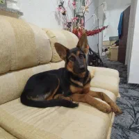 سگ ژرمن شپرد