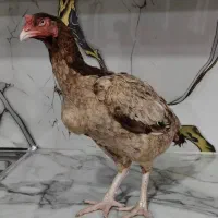مرغ لاری