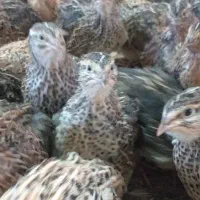 فروش‌بلدرچین