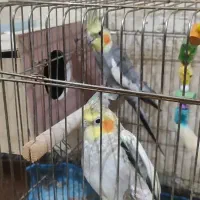 عروس هلندی