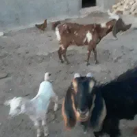 فروشی
