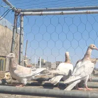 کبوتر مقلف خطی