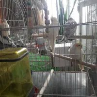 فروش پنج عدد عروس هلندی بصورت یکجا وتکی