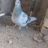 کبوتر نر شامی و ماده مینامگس