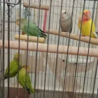 کوتوله وقفس