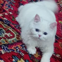 گربه