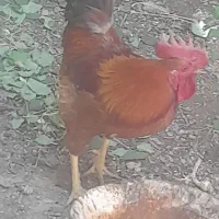خروس جوان
